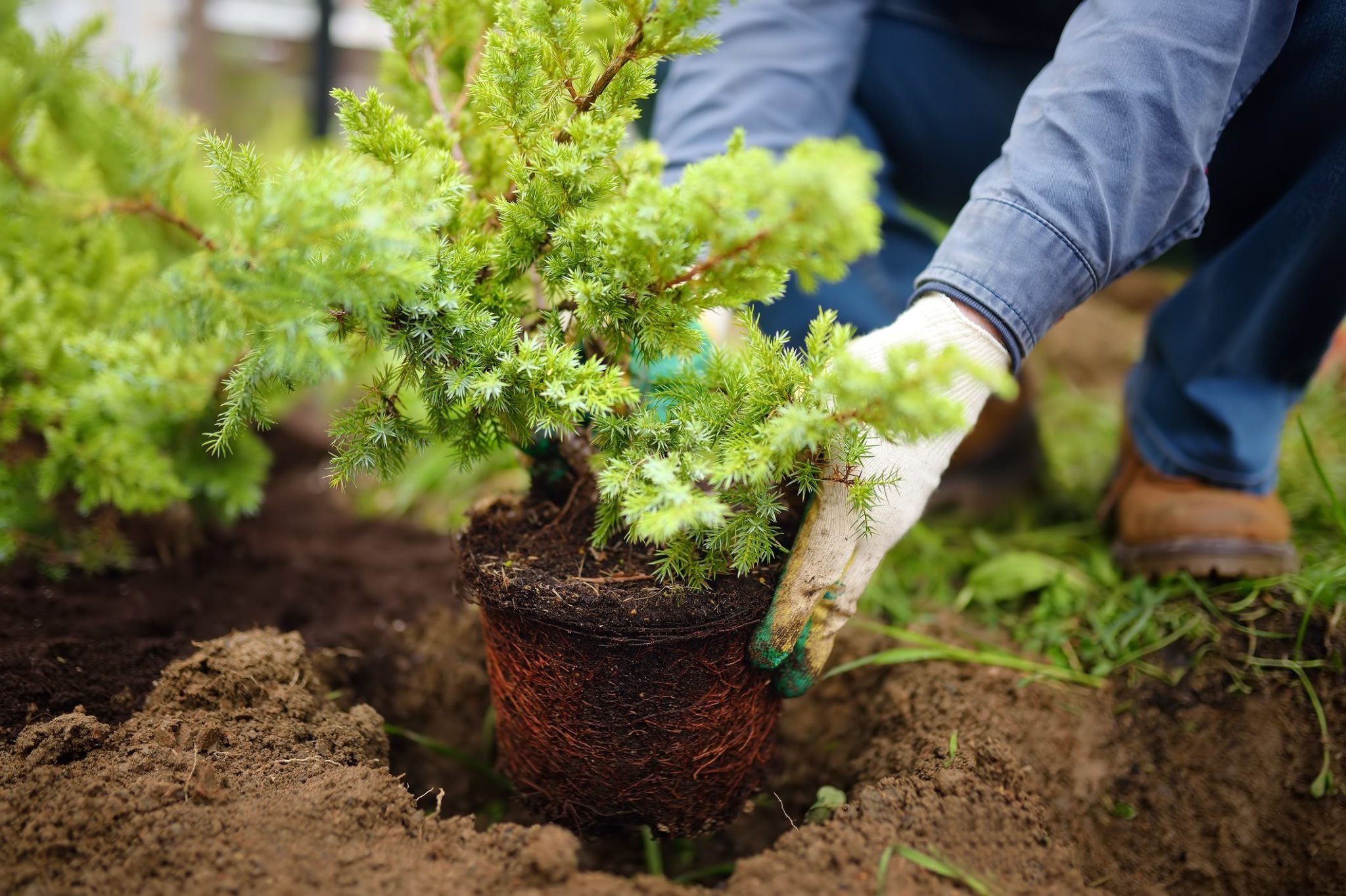 How to Plant Shrubs and Bushes