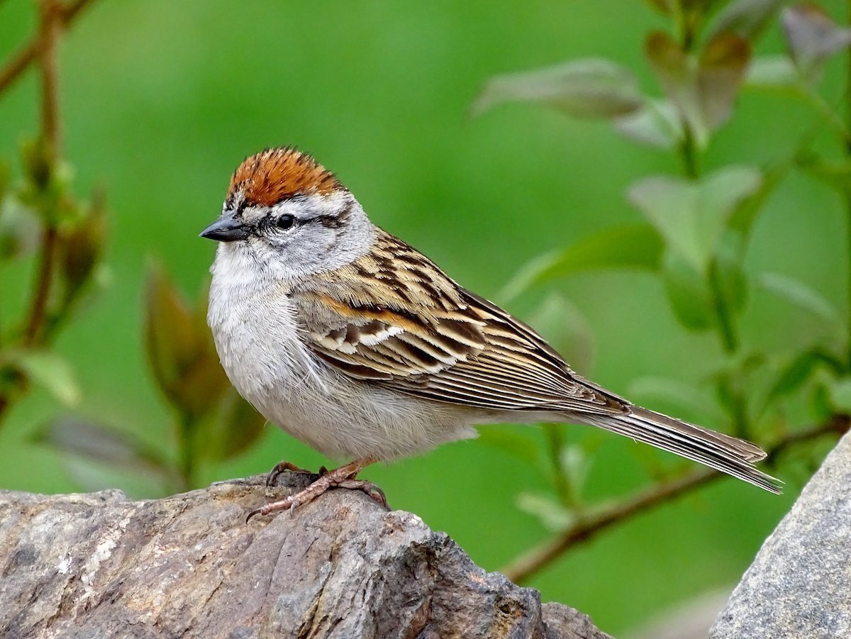The Most Common Birds Found in North America
