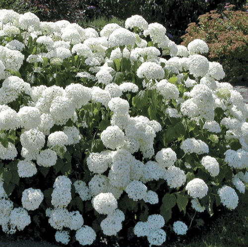 Chinese Snowball Bush Vs Hydrangea: What’s the Difference?