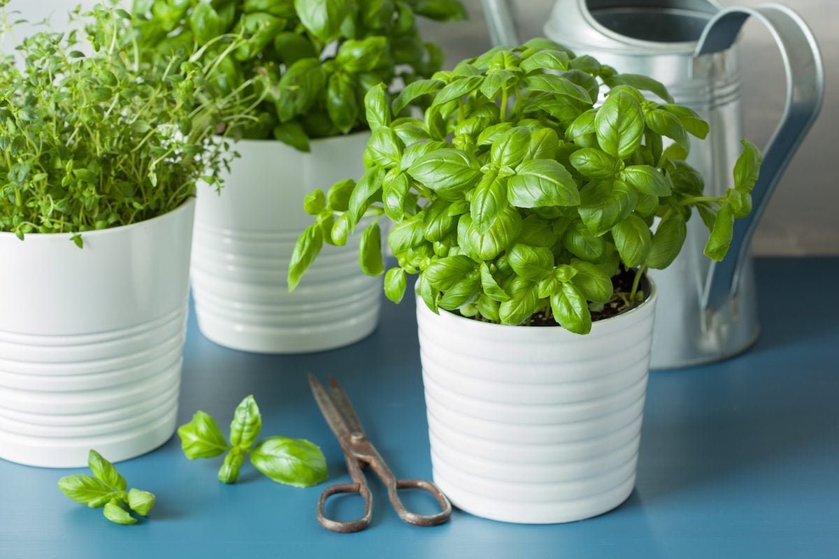 Create a Windowsill Herb Garden