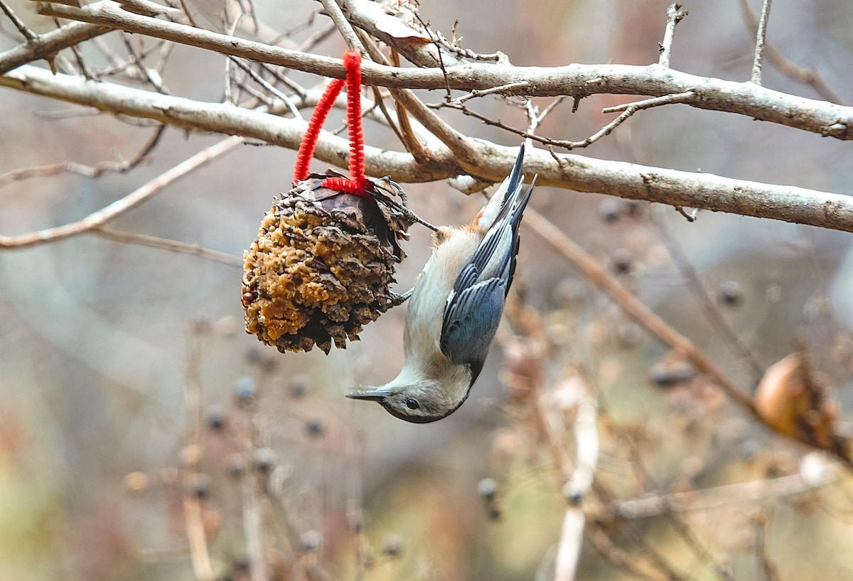 What Foods to Feed Birds From the Kitchen