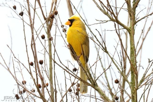 Rare Yellow Cardinal Spotted in Florida