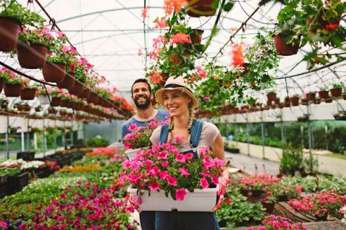 Read This Before Buying a Plant at the Garden Center