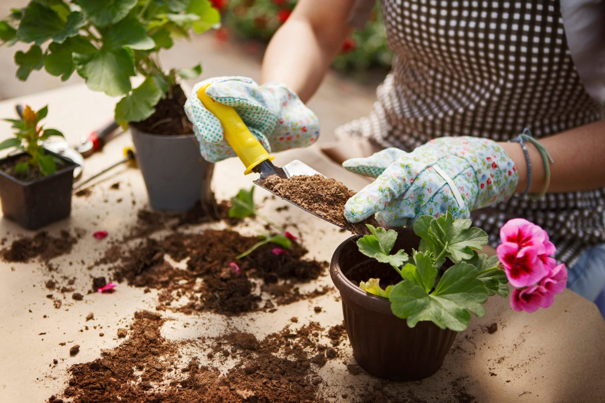 Can You Reuse Potting Soil in Containers?