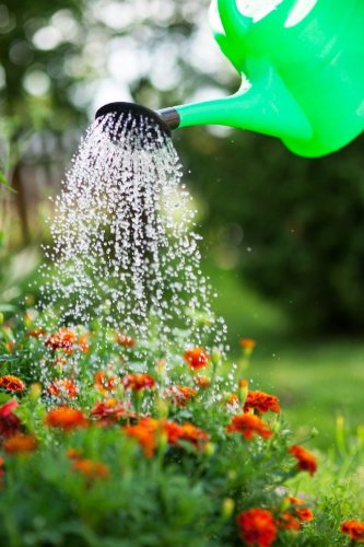 When Is the Best Time to Water Your Plants?