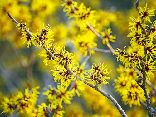 Witch Hazel Plant Care and Growing Tips