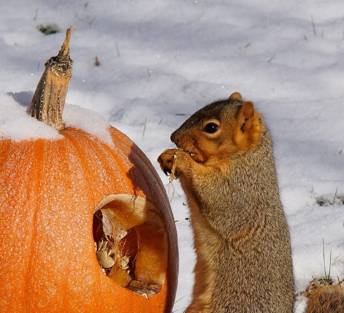 Recycling Pumpkins for Birds and Wildlife