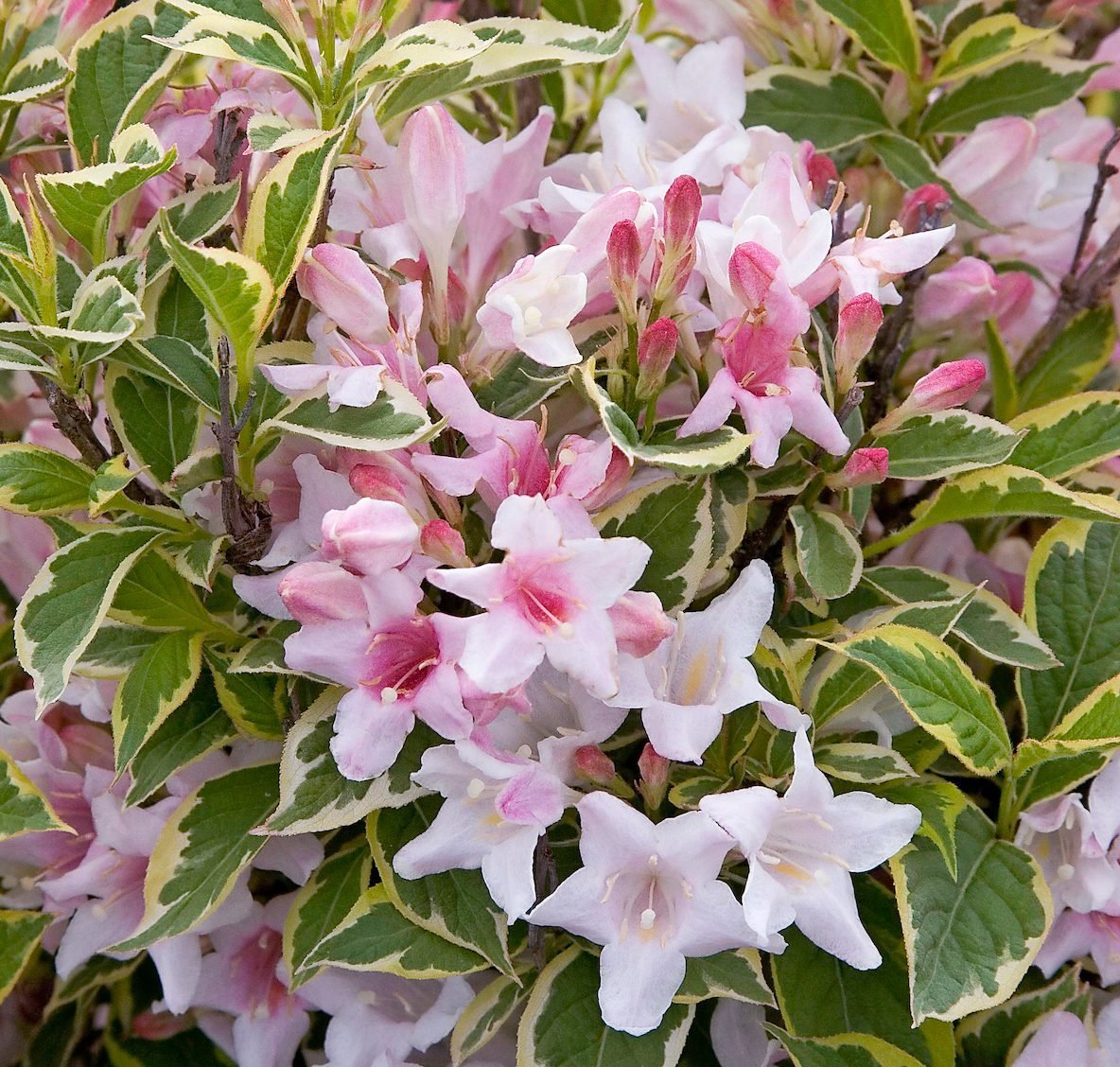 10 Dwarf Flowering Shrubs for Containers