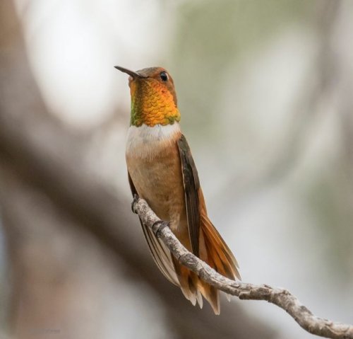 Look for These 8 Species of Hummingbirds in Texas