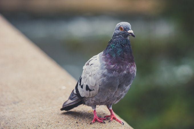Here’s Why Pigeons Are the Most Misunderstood Birds