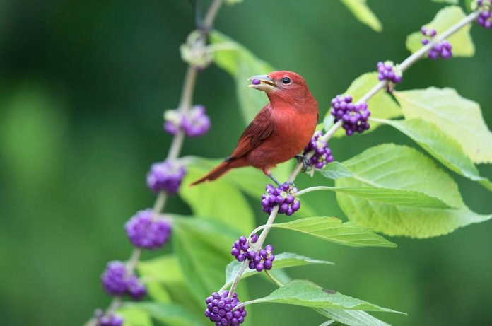 How to Attract Birds to Your Yard: Food, Water and Shelter