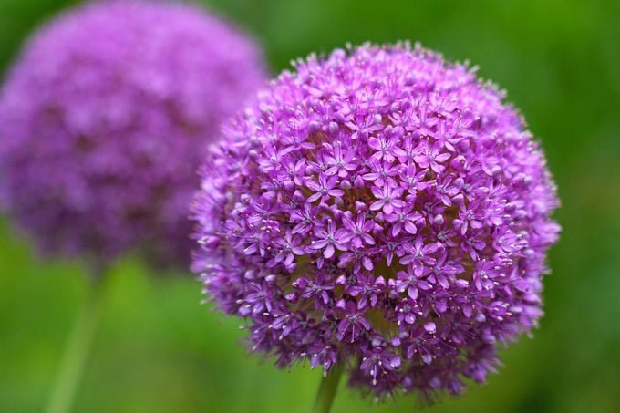 Spring Gardening Secrets for a Stunning Yard - cover
