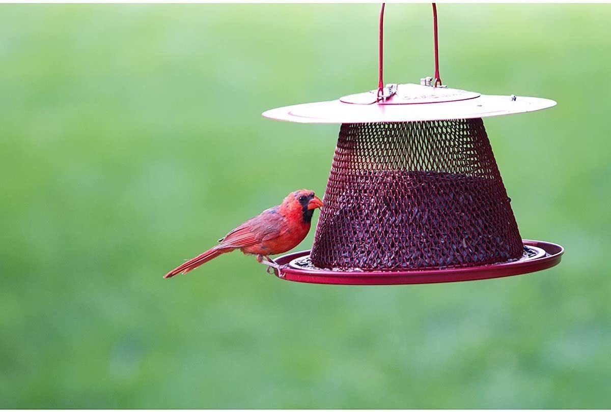 The Best Bird Feeders and Birdseed for Cardinals