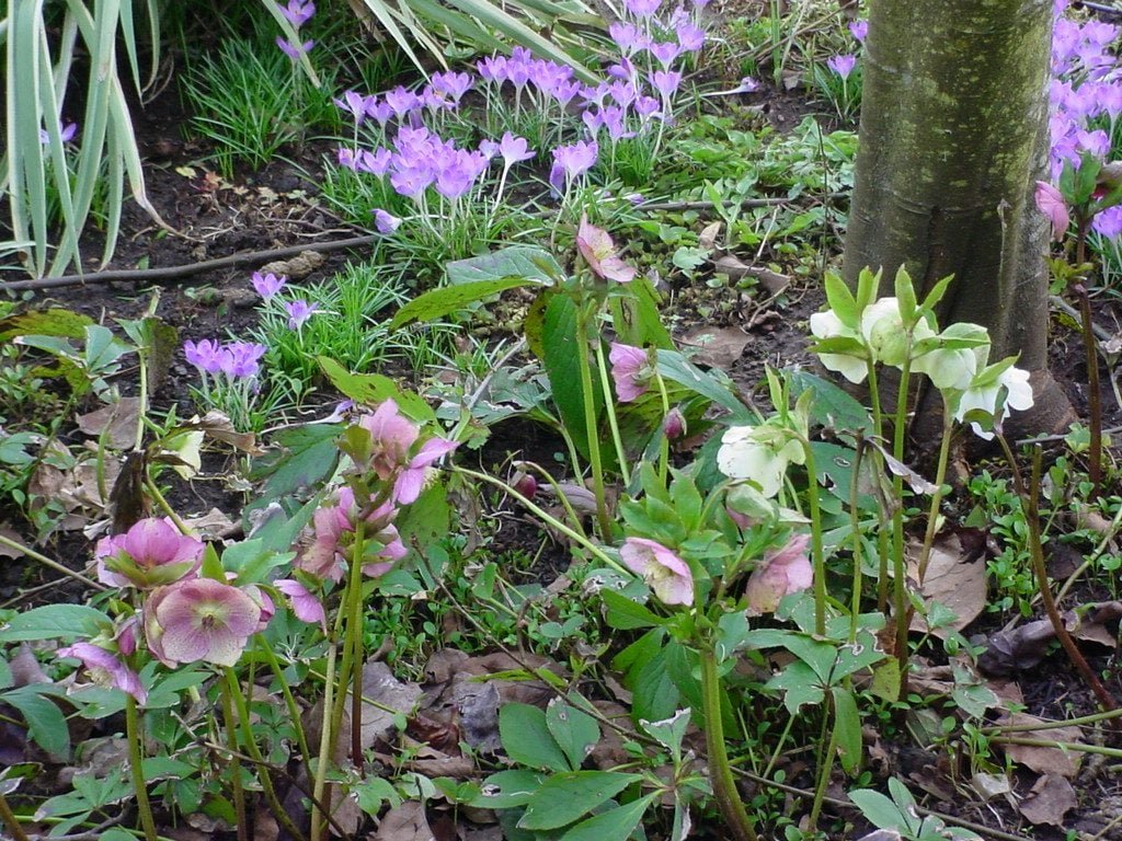 Plant Lenten Rose for Early Spring Blooms