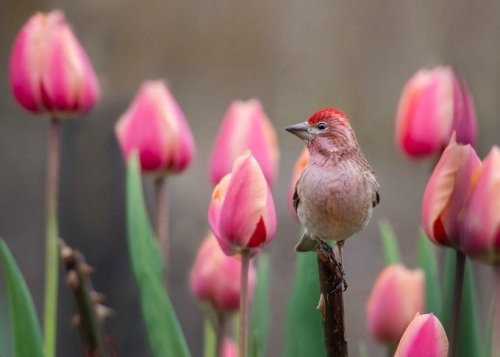 6 Fascinating Tulip Facts You Don’t Know