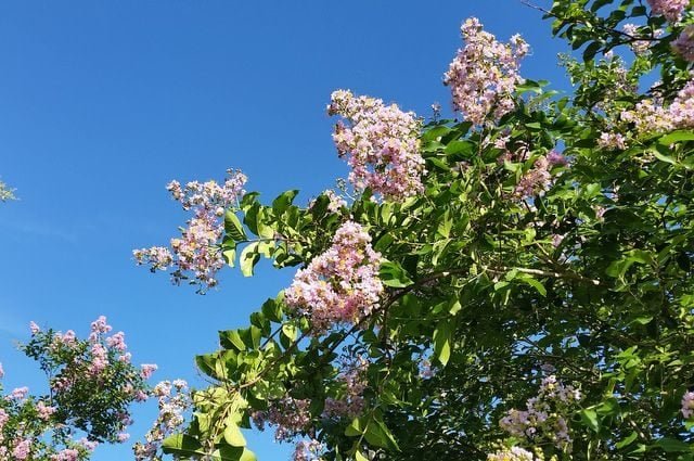 How to Prune and Care for Crape Myrtle Trees