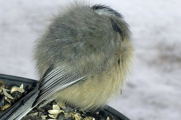 do-birds-get-cold-12-winter-bird-myths-facts-flipboard