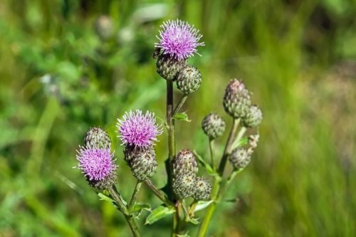 Should You Get Rid of Canada Thistle?