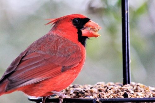 Do Cardinals Eat Suet From Bird Feeders?
