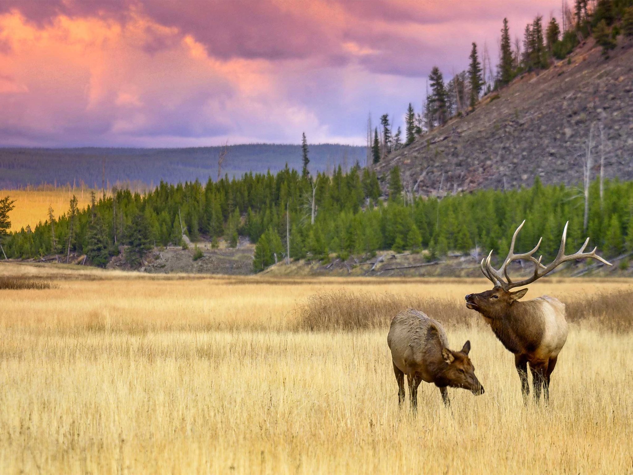 20 Amazing Wildlife Photos in Yellowstone National Park