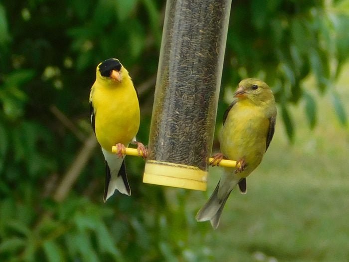 American Goldfinch: The Golden Bird
