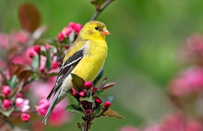 The Most Common (and Colorful) Finch Birds You Might See