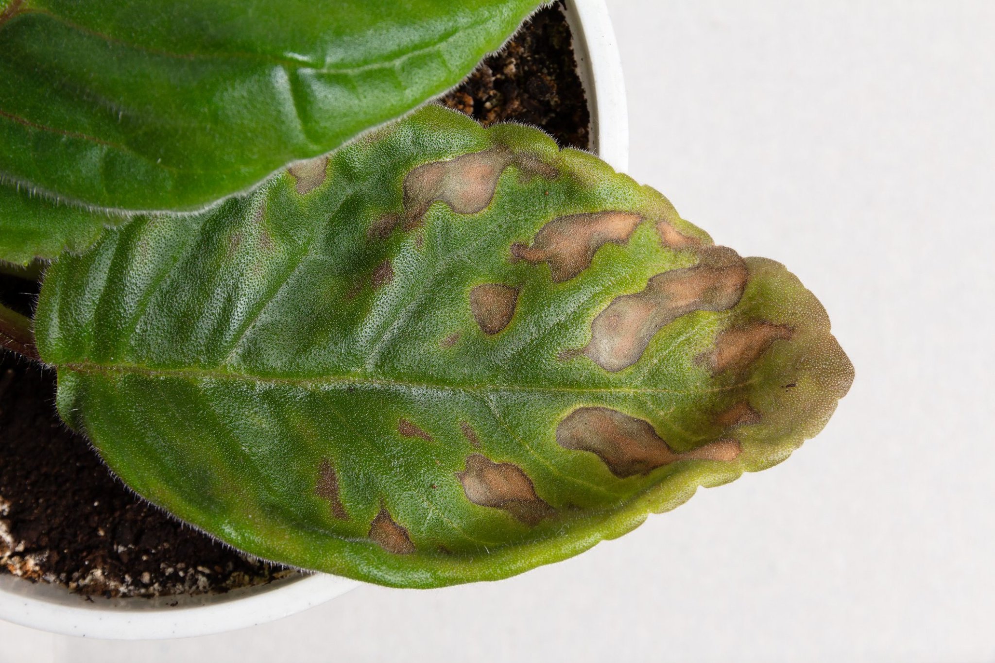How to Prevent Brown Spots on Plant Leaves