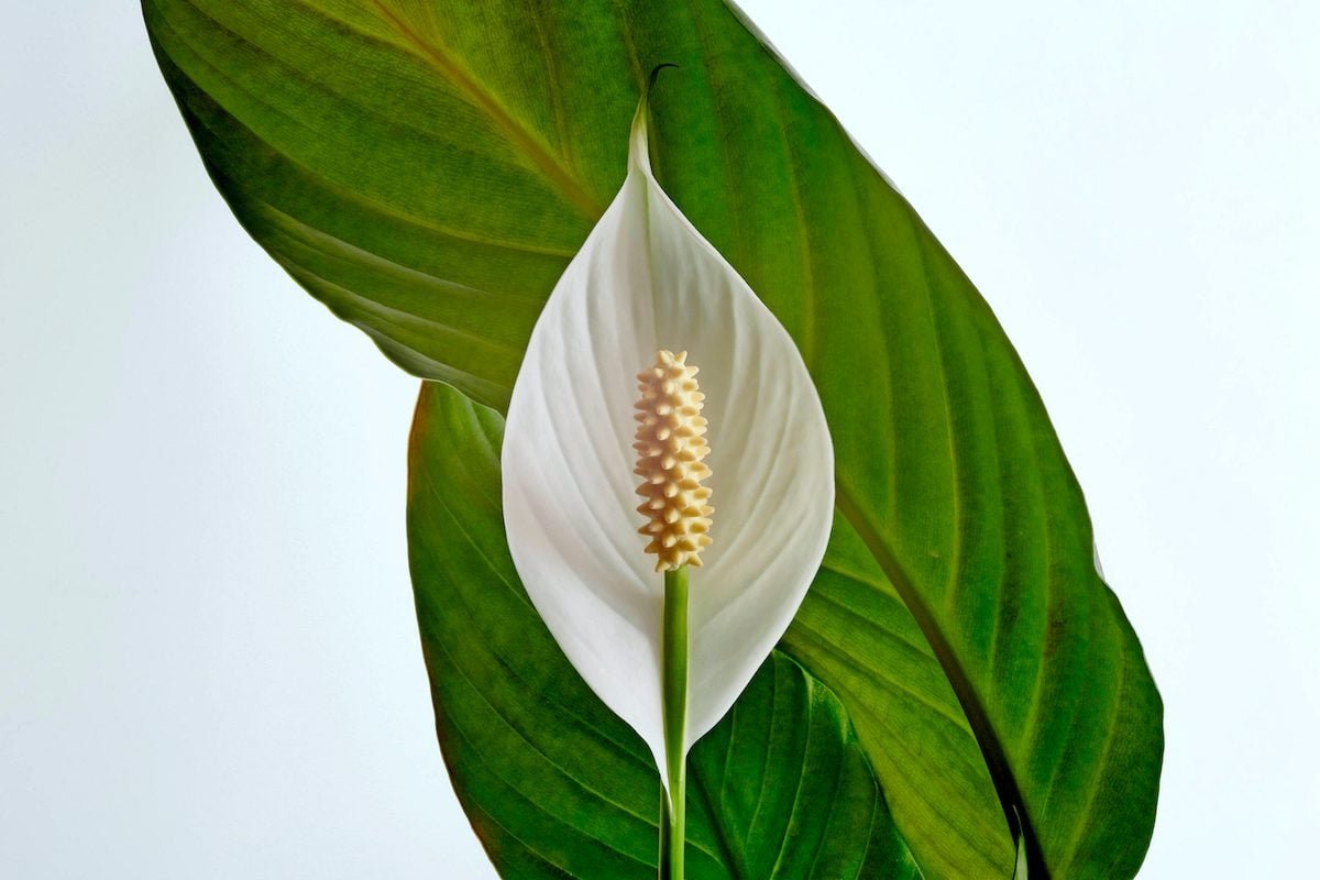 How to Care for a Peace Lily Plant - cover