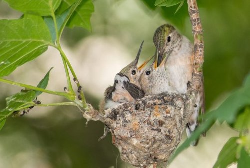 Hummingbirds Are the Ultimate Bird Supermoms