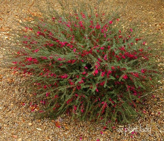 Plant Valentine Bush for Flowering Beauty in Winter