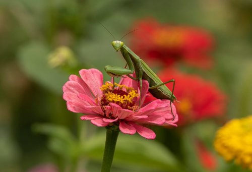 Do Praying Mantis Sightings Have Meaning?