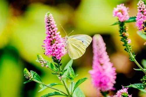 Triple Threat: Pollinator Plants for Bees, Birds and Butterflies