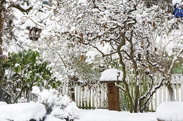 Winter Gardening: Tips to Add Color