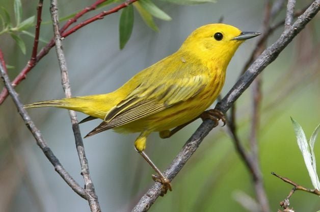 Yellow Warbler Birds Bring Spring Sunshine