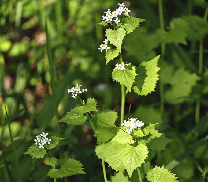 7 Surprising Facts About Invasive Plants
