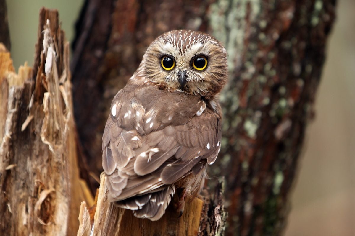 Northern Saw Whet Owl: The Cutest Owls