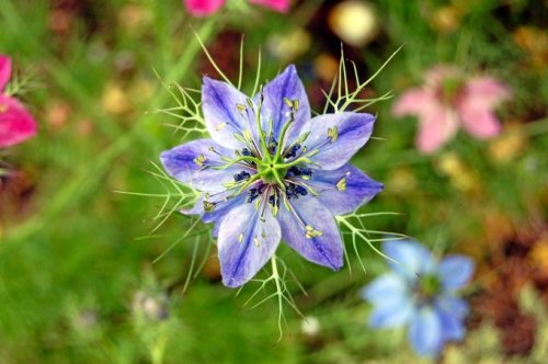 Love-in-a-Mist Flower Care and Growing Tips