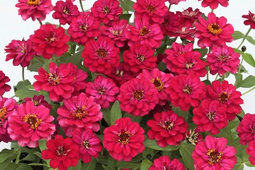 Flower Gardening Ideas and Tips