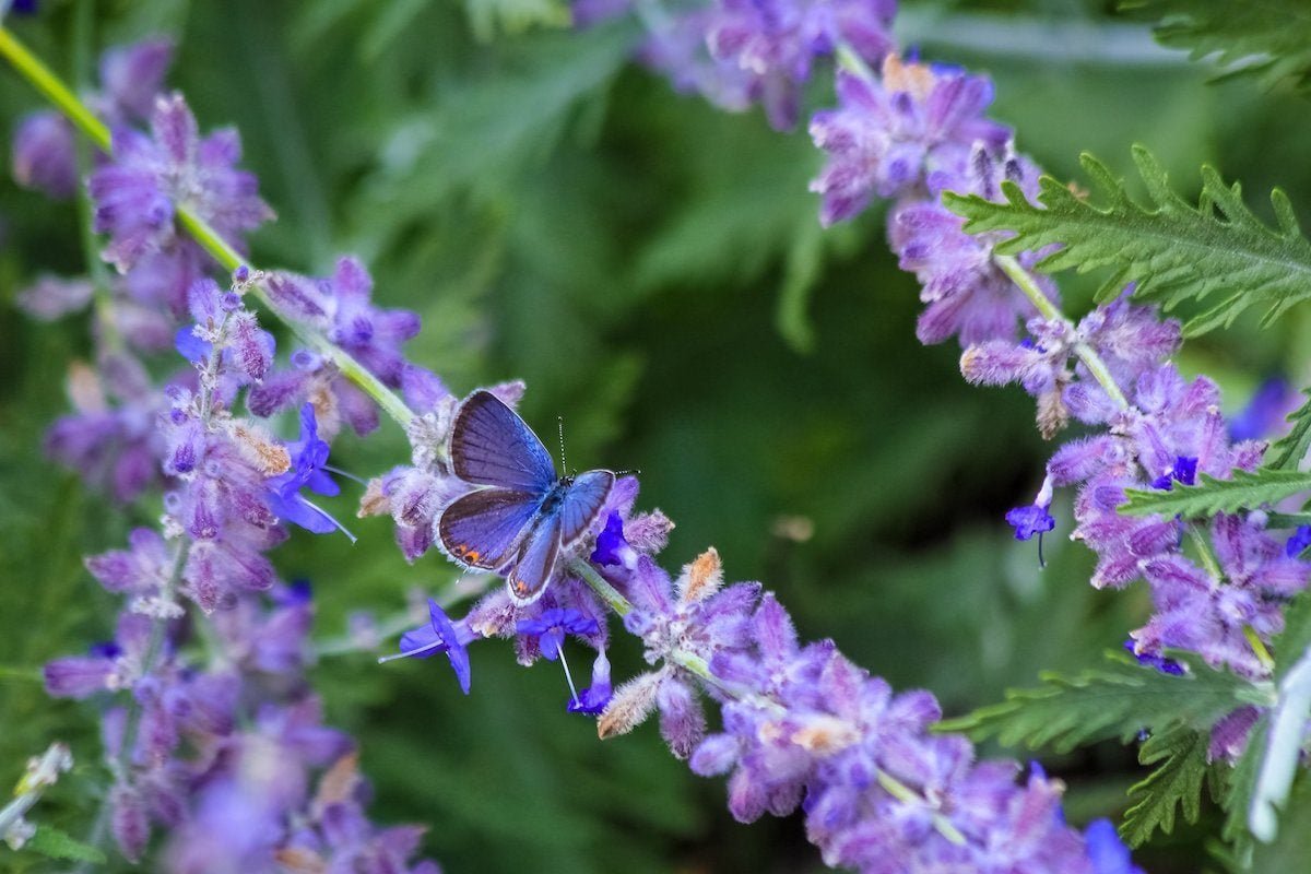 16 Long-Blooming Flowers for Attracting Butterflies and Hummingbirds