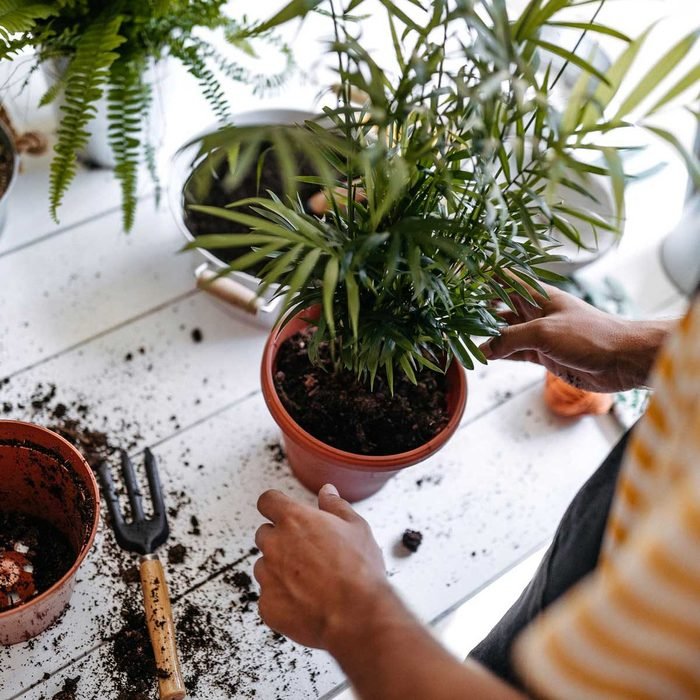 The Best Potting Soil for Every Type of Plant
