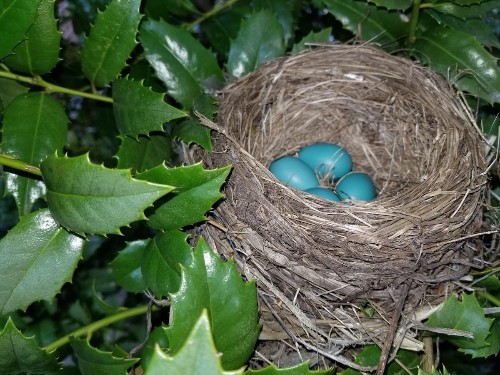 Bird Nests and Eggs