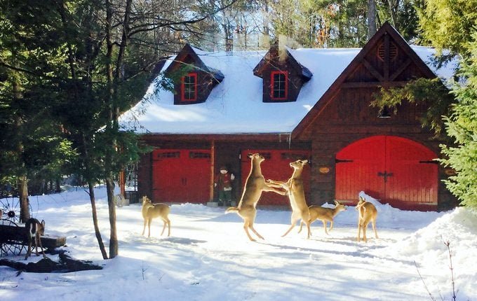 20 Funny Deer Pictures You Need to See