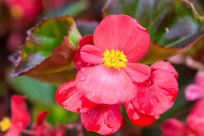 Top 10 Blooming Houseplants to Grow Indoors