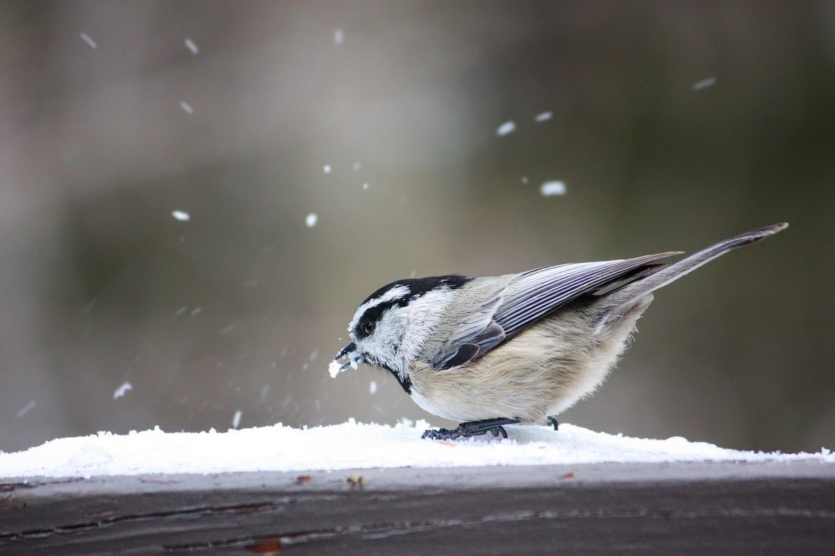 Do Birds Get Cold? 12 Winter Bird Myths & Facts