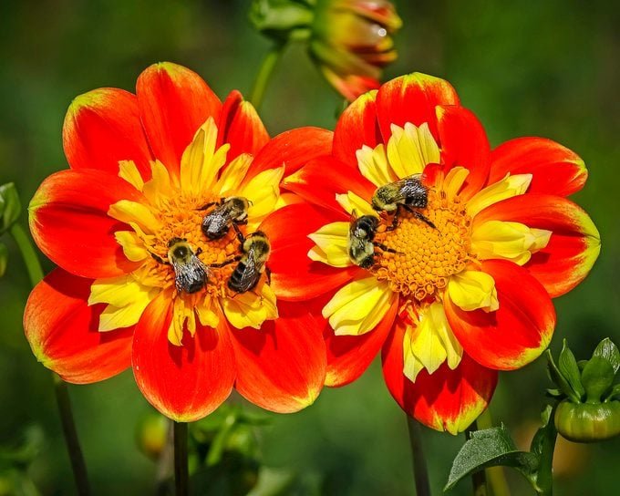 7 Garden Bee Species You Want to See in Your Yard