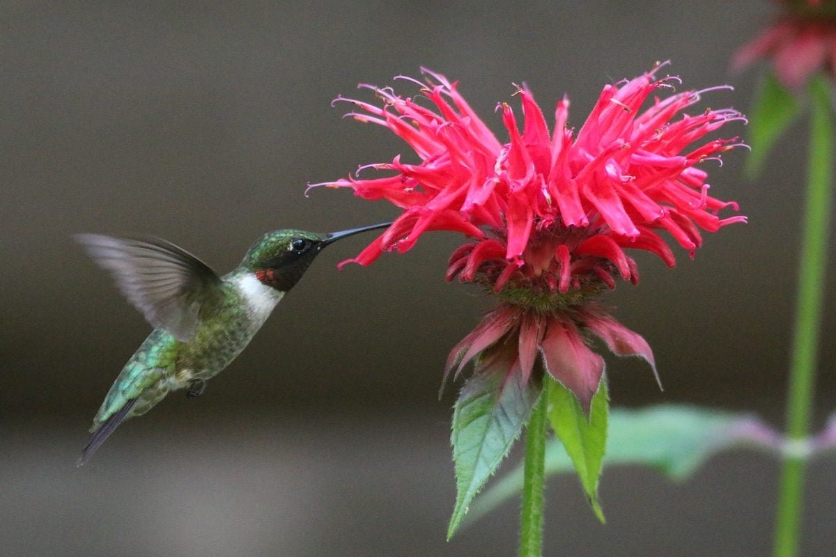 Top 15 Colorful Flowers Hummingbirds Like
