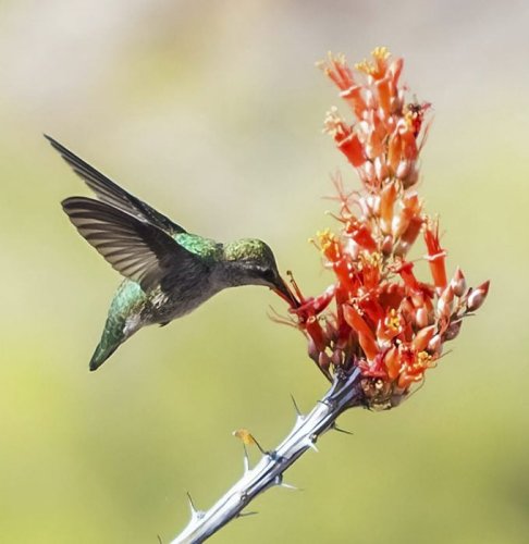Grow Nectar-Rich Native Plants for Hummingbirds
