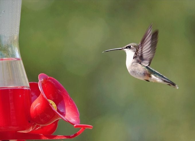 The Only Homemade Hummingbird Nectar Recipe You Need
