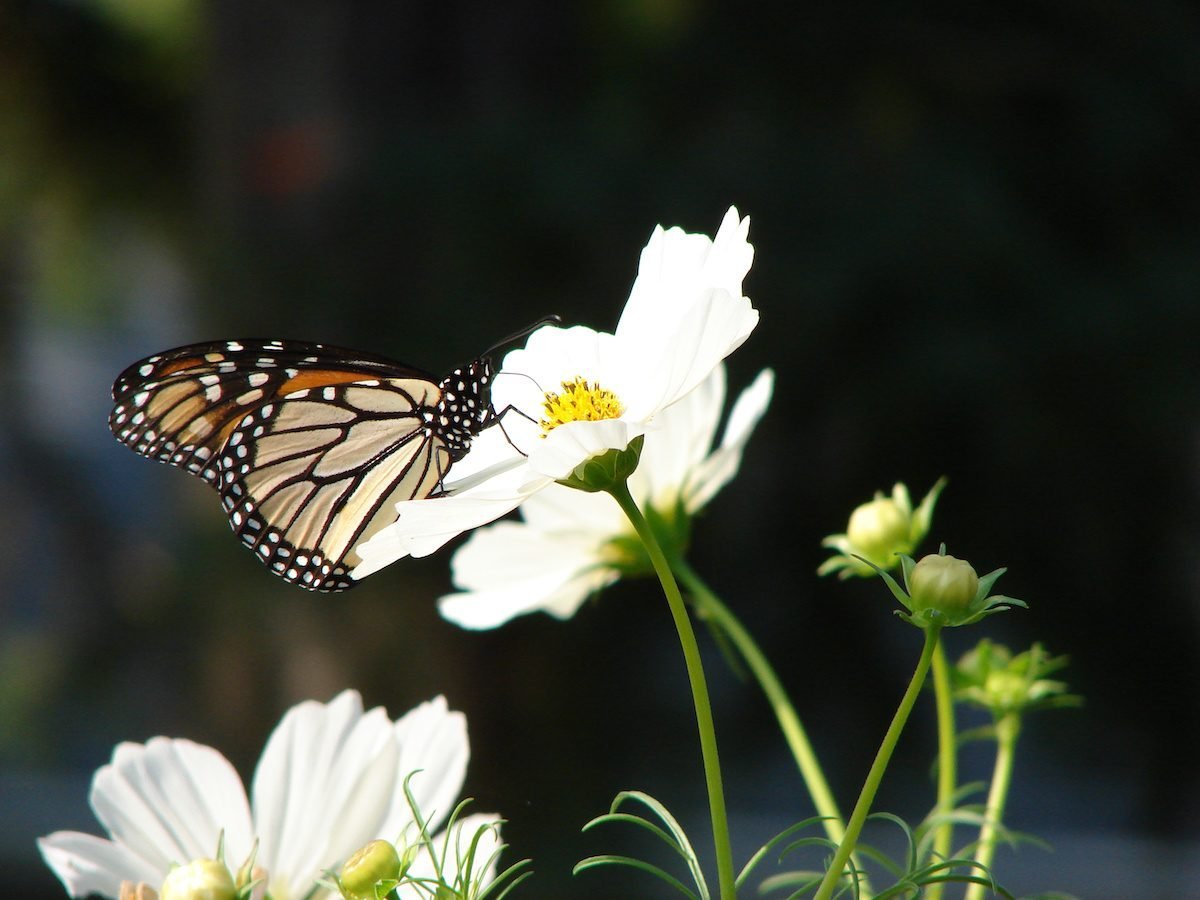 9 Butterfly Flowers to Grow from Seed