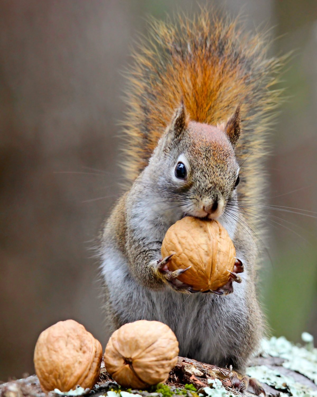 What to Feed Squirrels (and How to Peacefully Co-Exist)